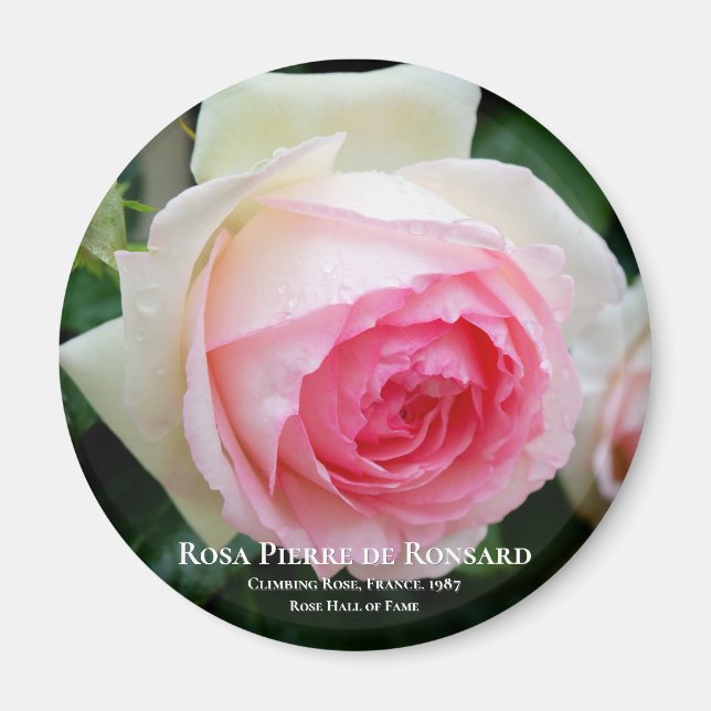 Íman Rosa Pierre de Ronsard (Frente)