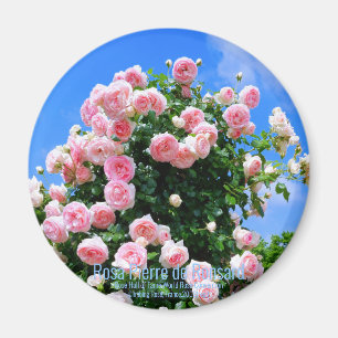 Íman Rosa Pierre de Ronsard [Magnet Redondo]