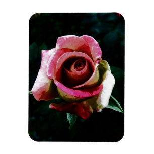Íman Rosa Pintada a Óleo