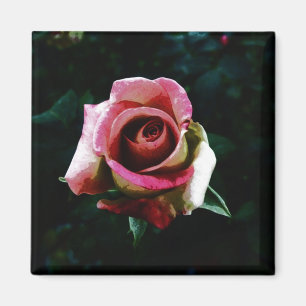 Íman Rosa pintada a óleo