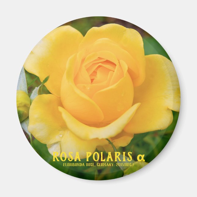 Íman Rosa Polaris α [Ímã Redondo] (Frente)