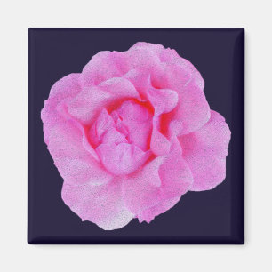 Íman rosa rosa