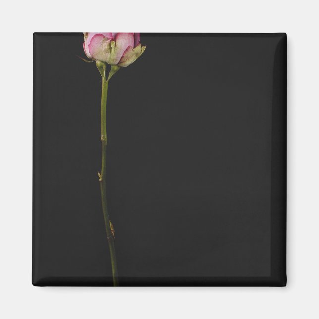 Íman Rosa rosa 3 (Frente)