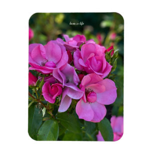 Íman Rosa Rosa Lavanda