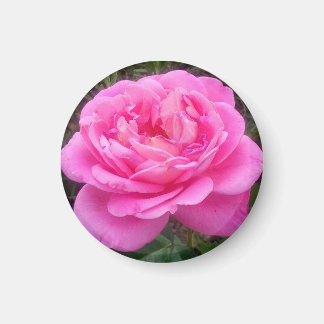 Íman Rosa Rosa Romântica "Leonardo Da Vinci" (Frente)