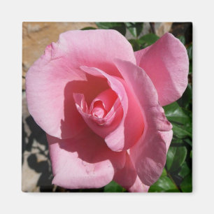 Íman Rosa Rosa Rosa
