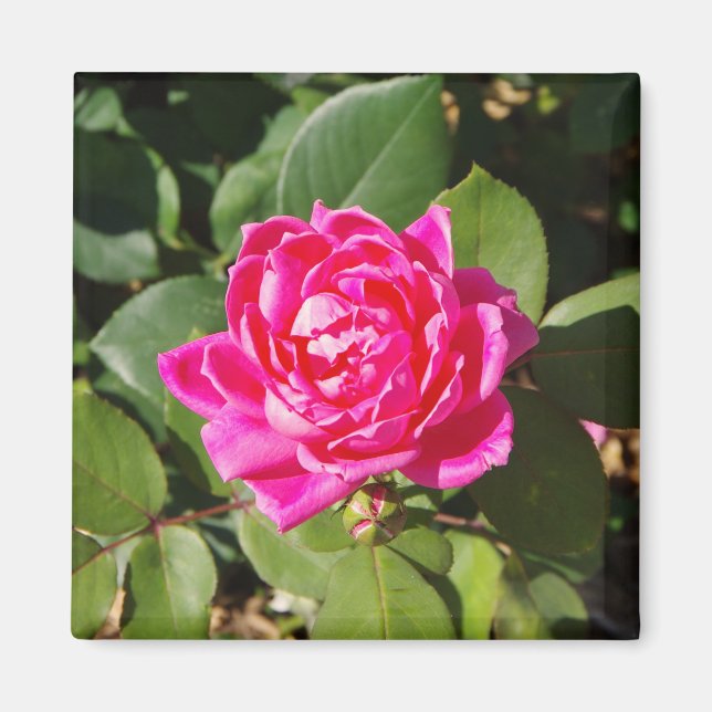 Íman rosa rosa rosa (Frente)
