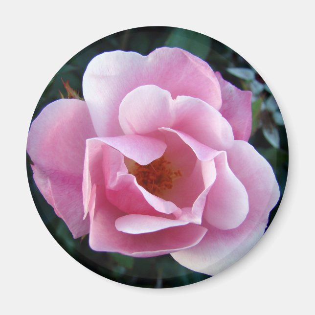Íman Rosa Rosa Rosa (Frente)