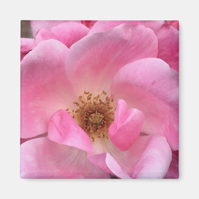 Íman Rosa Rosa Rosa (Frente)