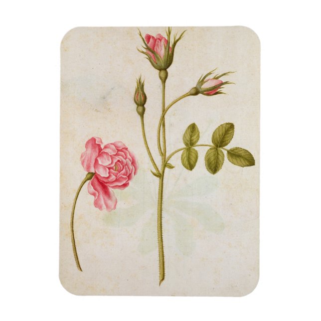 Íman Rosa rosa rosa, c.1568 (Vertical)