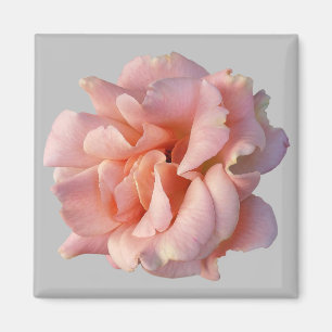 Íman rosa rosa rosa florescente