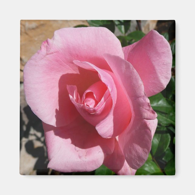 Íman Rosa Rosa Rosa Rosa III Jardim Floral (Frente)