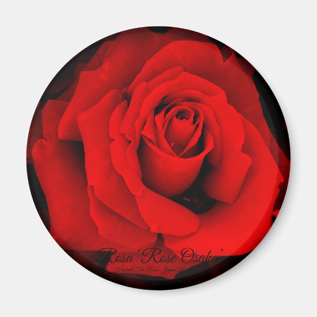Íman Rosa ‘Rose Osaka’: ímã redondo (Frente)