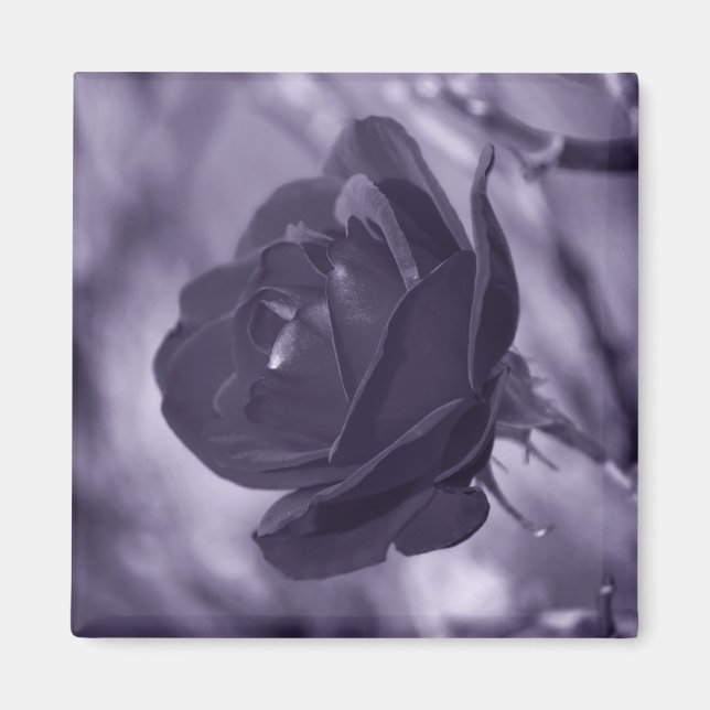 Íman Rosa Roxa (Frente)