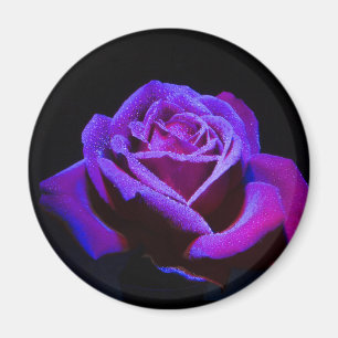 Íman Rosa Roxo com gotas de água em fundo preto