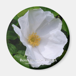 Íman Rosa rugosa マ グ ネ fiscalização ト