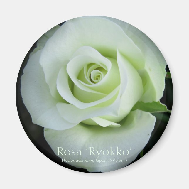 Íman Rosa‘Ryokko’：Round Magnet (Frente)