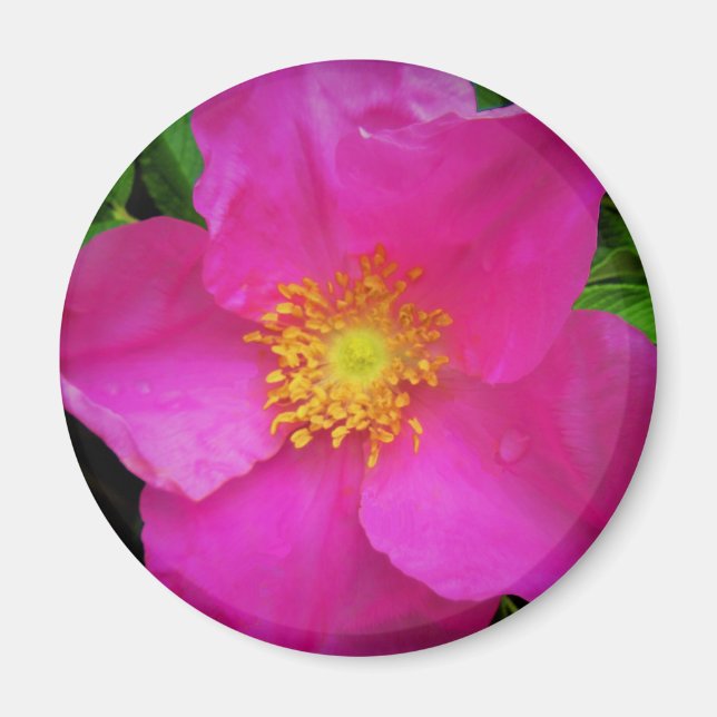 Íman Rosa Selvagem de Alberta Canadá Flor Rosa Brilhant (Frente)