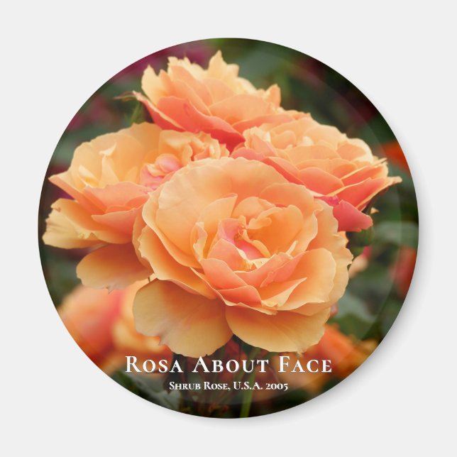 Íman Rosa Sobre o Rosto (Frente)