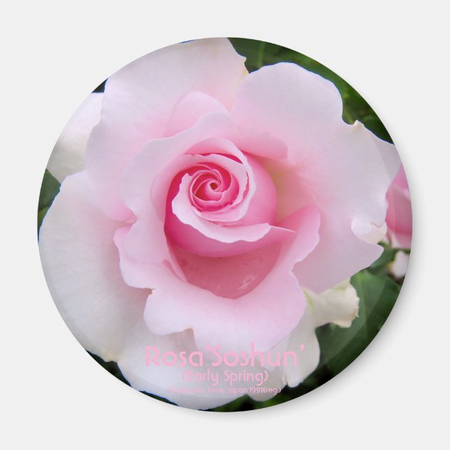 Íman Rosa‘Soshun’：Round Magnet (Frente)