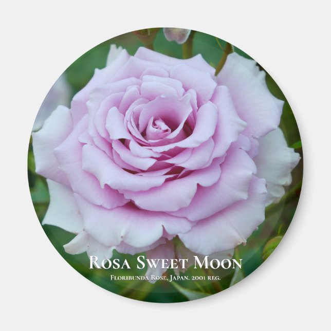 Íman Rosa Sweet Moon (Frente)