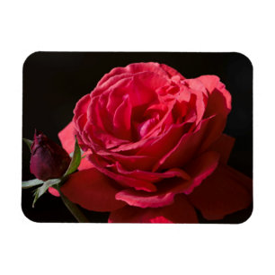 Íman Rosa vermelha