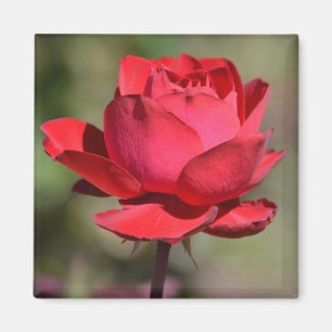 Íman Rosa vermelha