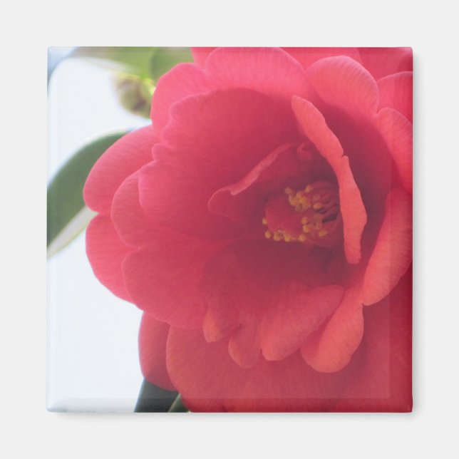 Íman Rosa vermelha (Frente)