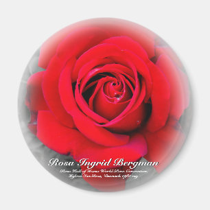 Íman Rosa vermelha