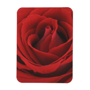 Íman Rosa vermelha de florescência