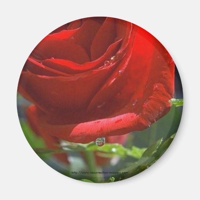 Íman Rosa vermelha de ímã com estrela-d'água (Frente)