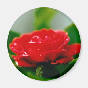 Íman Rosa vermelha de paixão coberta com gotas de orval