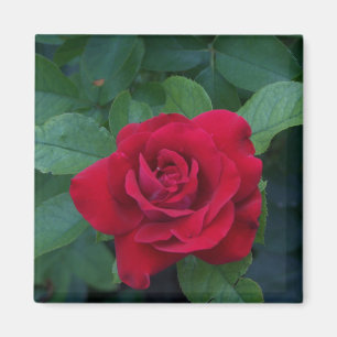 Íman Rosa Vermelha de Perto