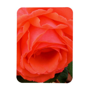 Íman Rosa Vermelha de Verão - Ímã