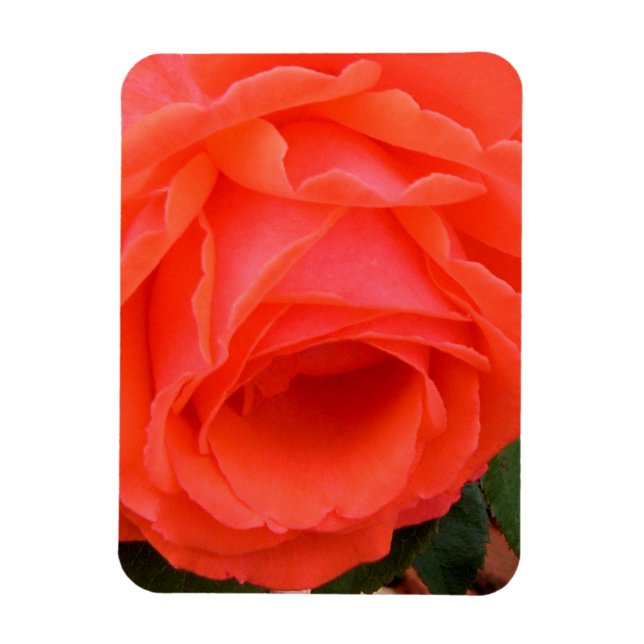 Íman Rosa Vermelha de Verão - Ímã (Vertical)
