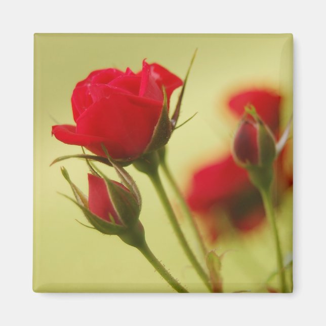 Íman Rosa vermelha Delicada (Frente)