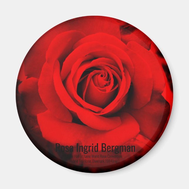 Íman Rosa Vermelha: ímã Redondo (Frente)