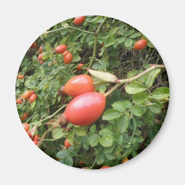 Íman Rosa vermelha Juicy Hips Magnet (Frente)