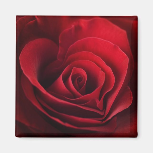 Íman Rosa vermelha namorados (Frente)