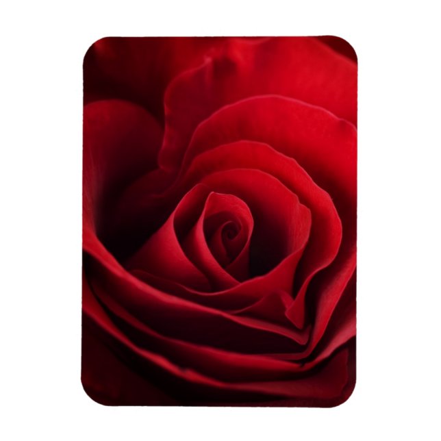 Íman Rosa vermelha namorados (Vertical)