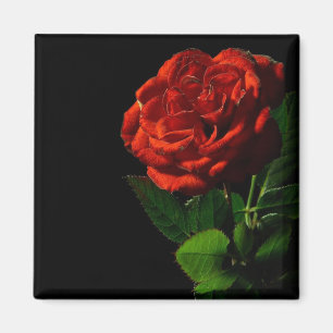 Íman Rosa vermelha no Preto Floral