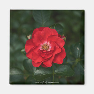 Íman Rosa vermelha P6568