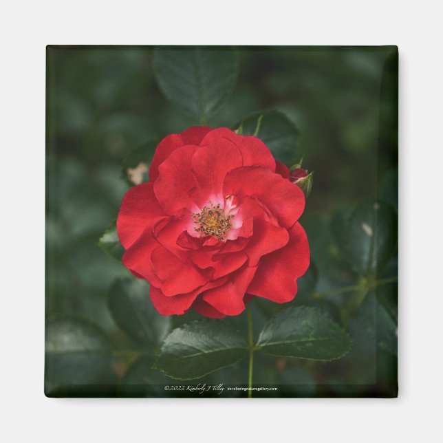 Íman Rosa vermelha P6568 (Frente)