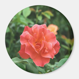 Íman Rosa vermelha pálida...