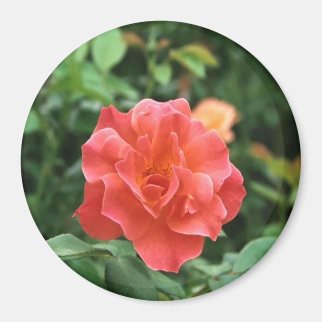Íman Rosa vermelha pálida. (Frente)