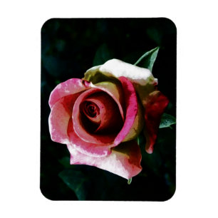 Íman Rosa vermelha pintada a óleo
