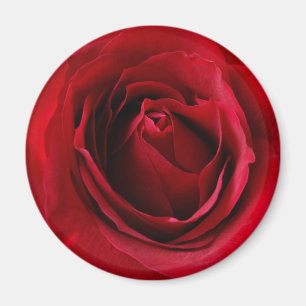 Íman rosa vermelha profunda