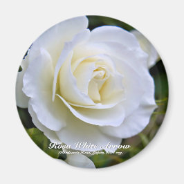 Íman Rosa White Arrow ímã