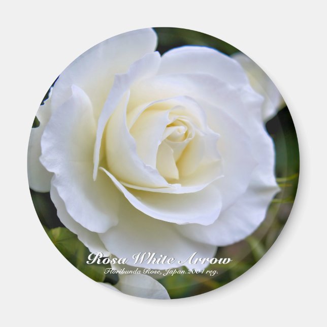 Íman Rosa White Arrow ímã (Frente)