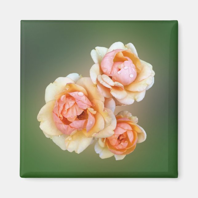 Íman rosas amarelas (Frente)
